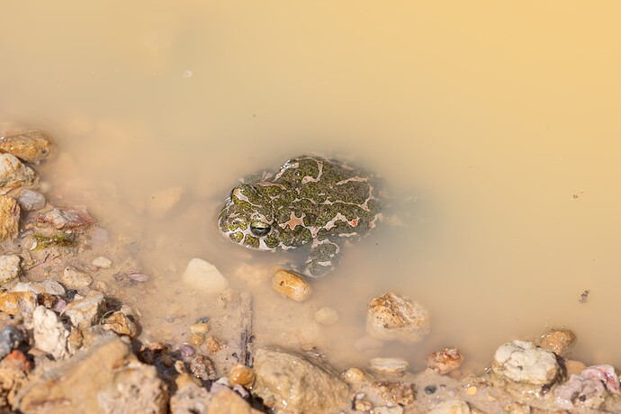 Wechselkröte_Herpetologischer Lehrgarten Bayreuth_Bastian Forkel